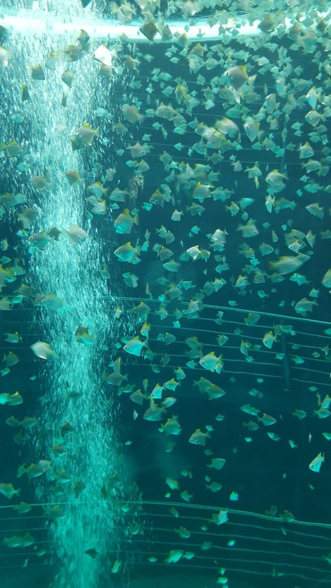 Fish Swarm