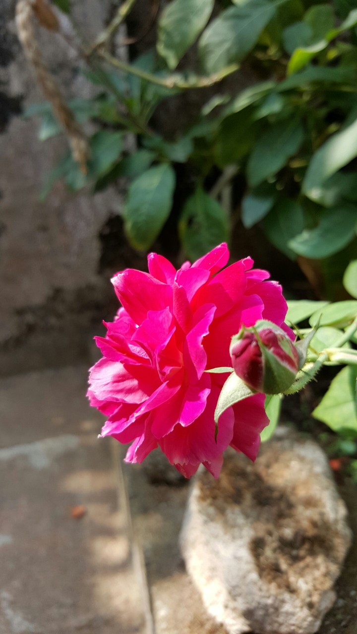 two phases of flower