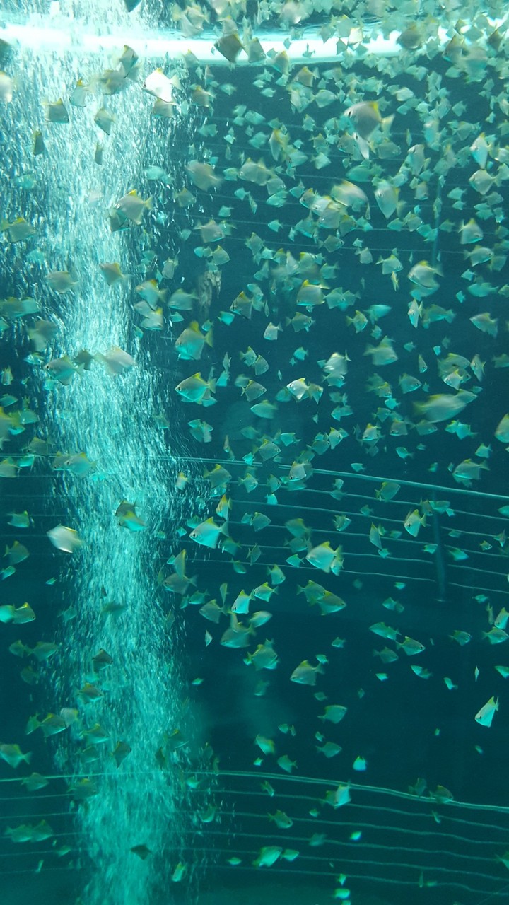 Fish Swarm