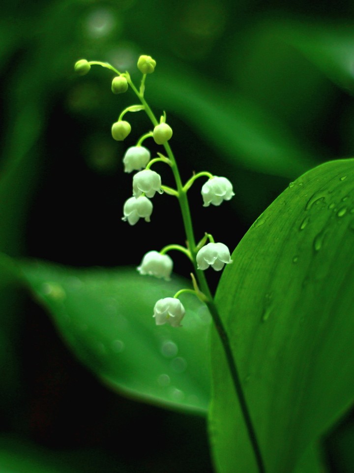 Green and white
