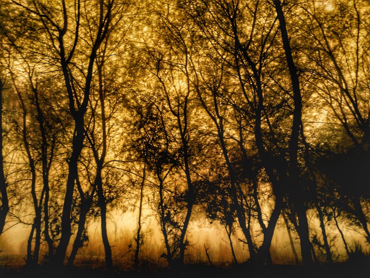 yellow forest