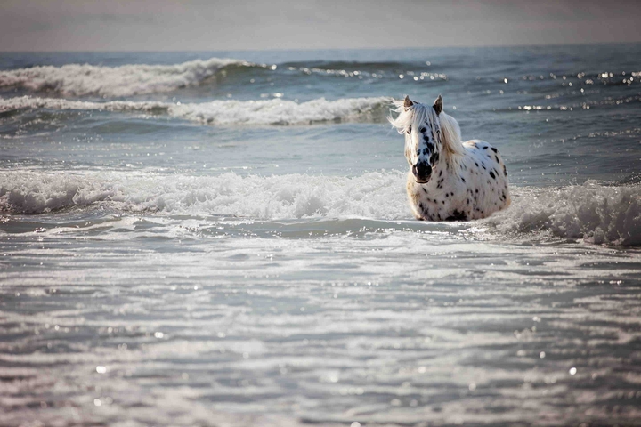 cheval