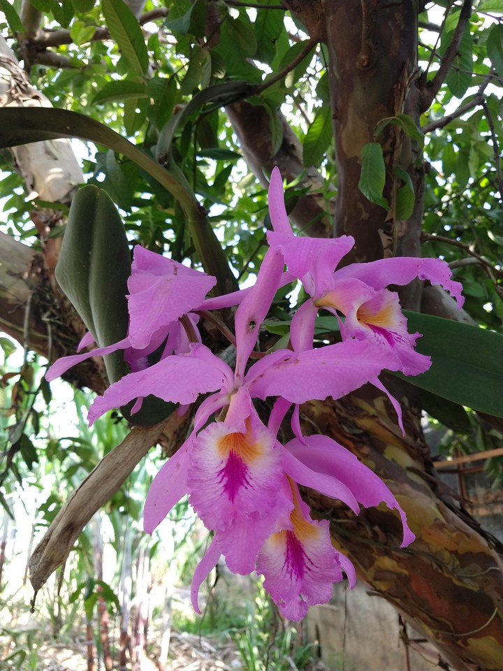 lindas orquídeas ??