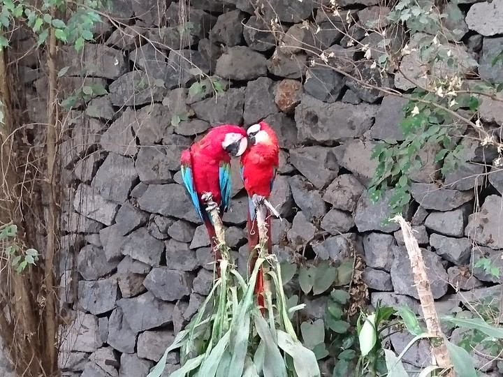 parrot