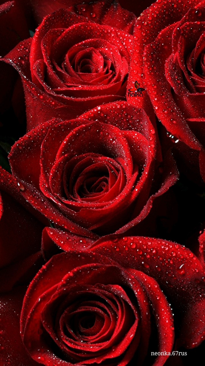 rose