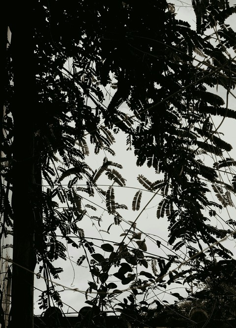 balck tree