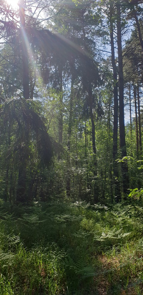forest