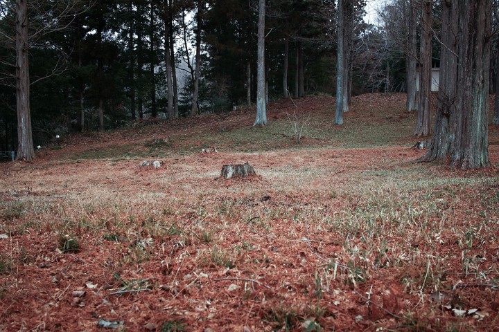forest