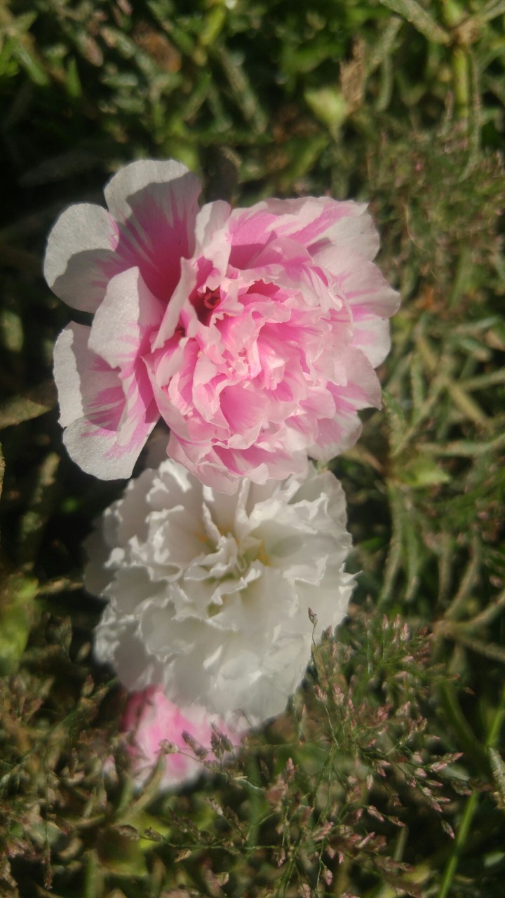pink white
