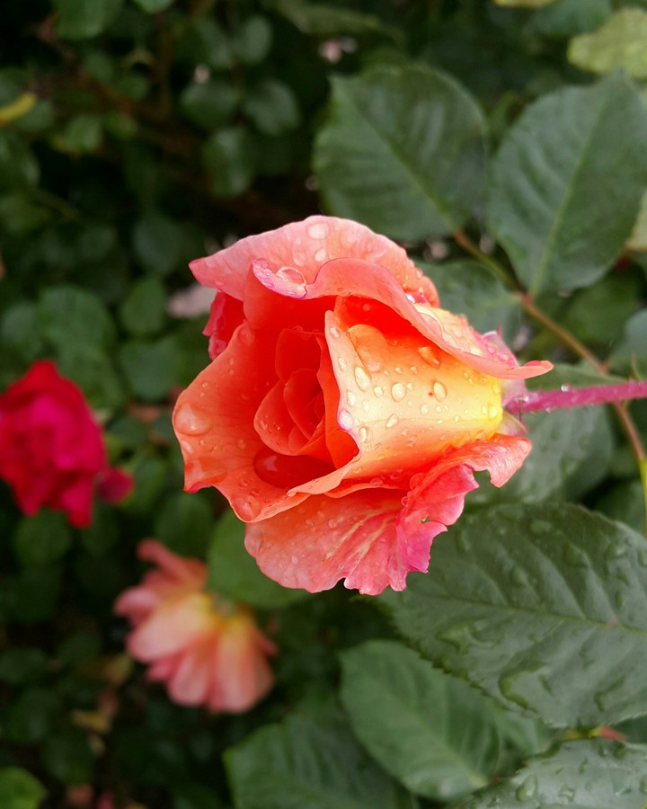 gül rose