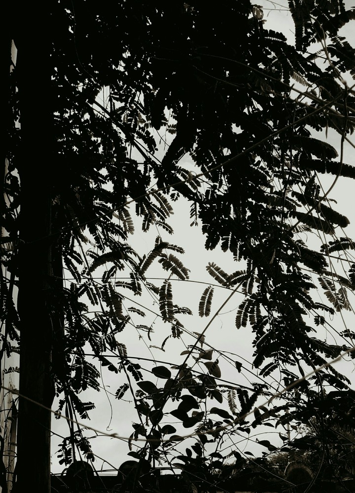 balck tree