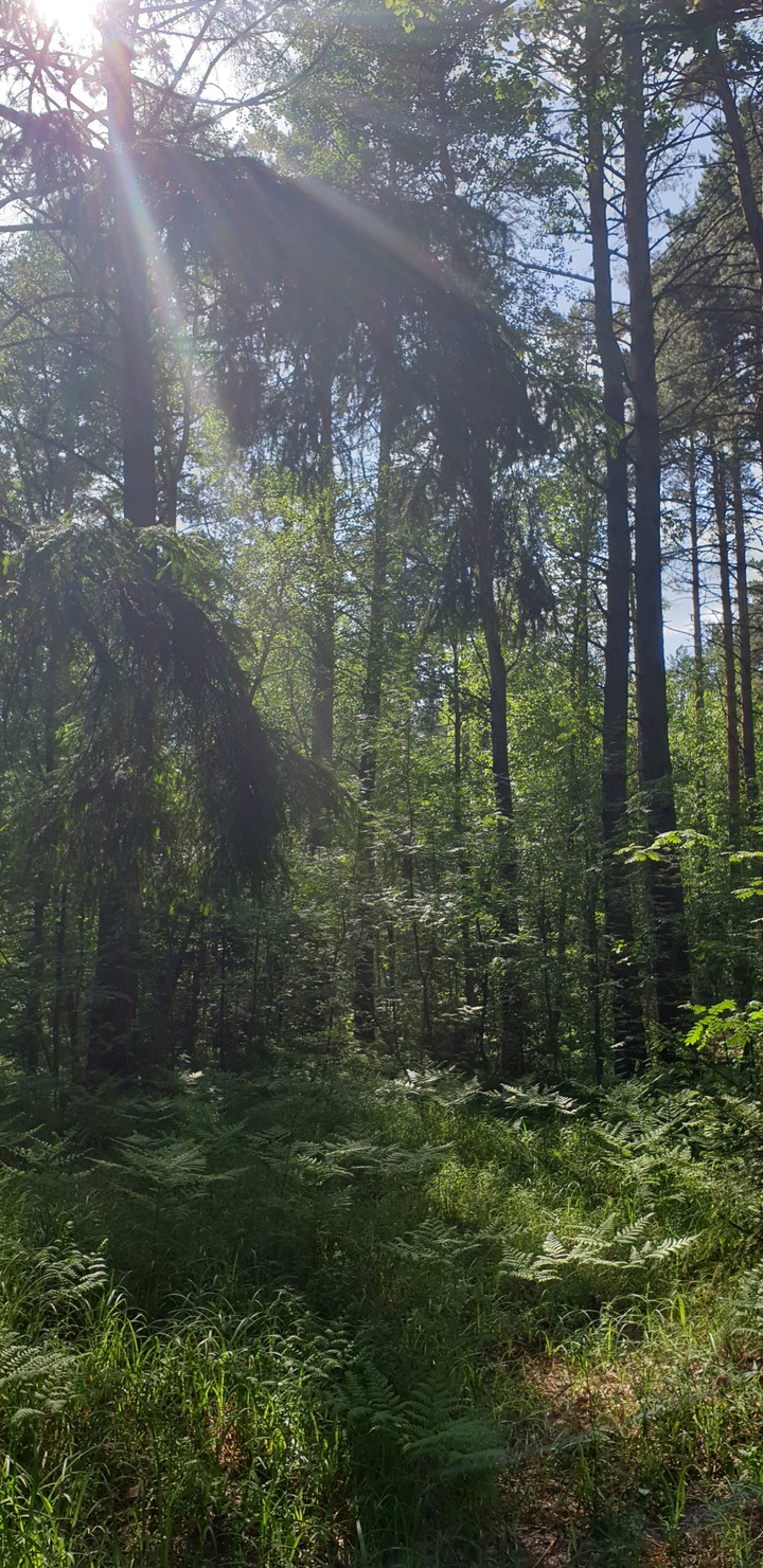 forest