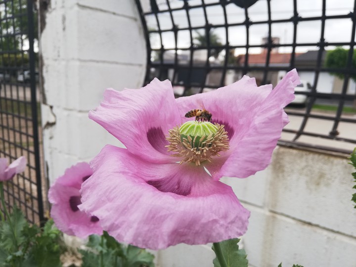 La Naturaleza haciendo su trabajo.