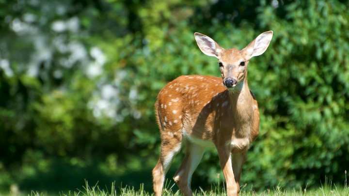 Cute Deer