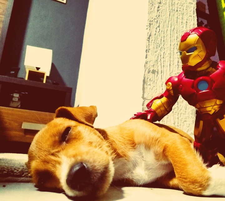 dog ? Ironman friends