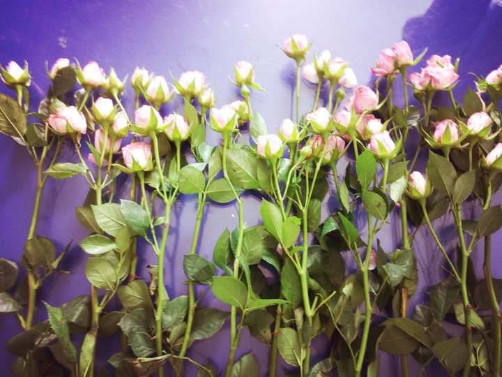 rose