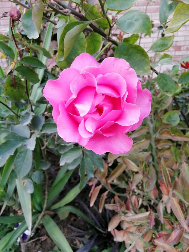 Pink Rose