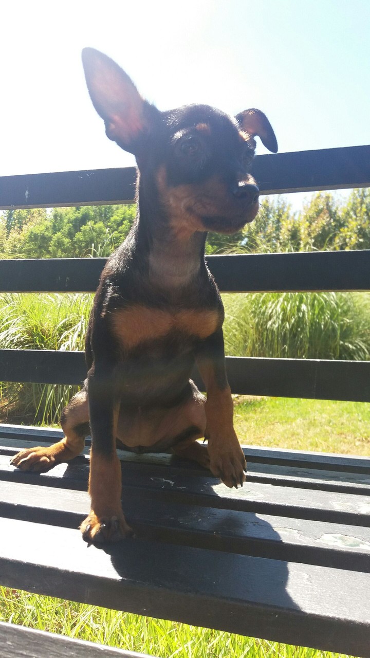 dog