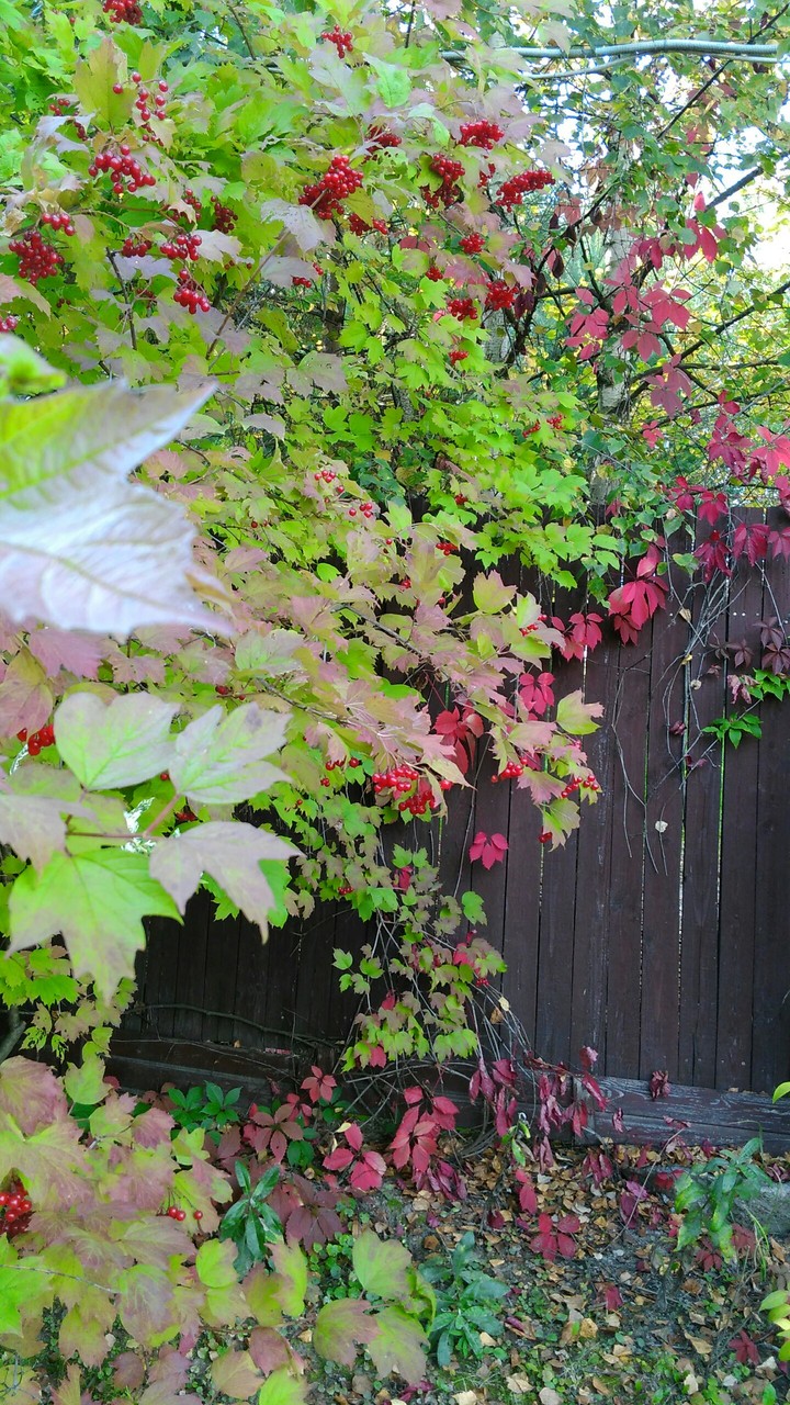 Autumn