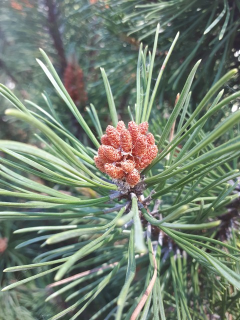 pine tree
