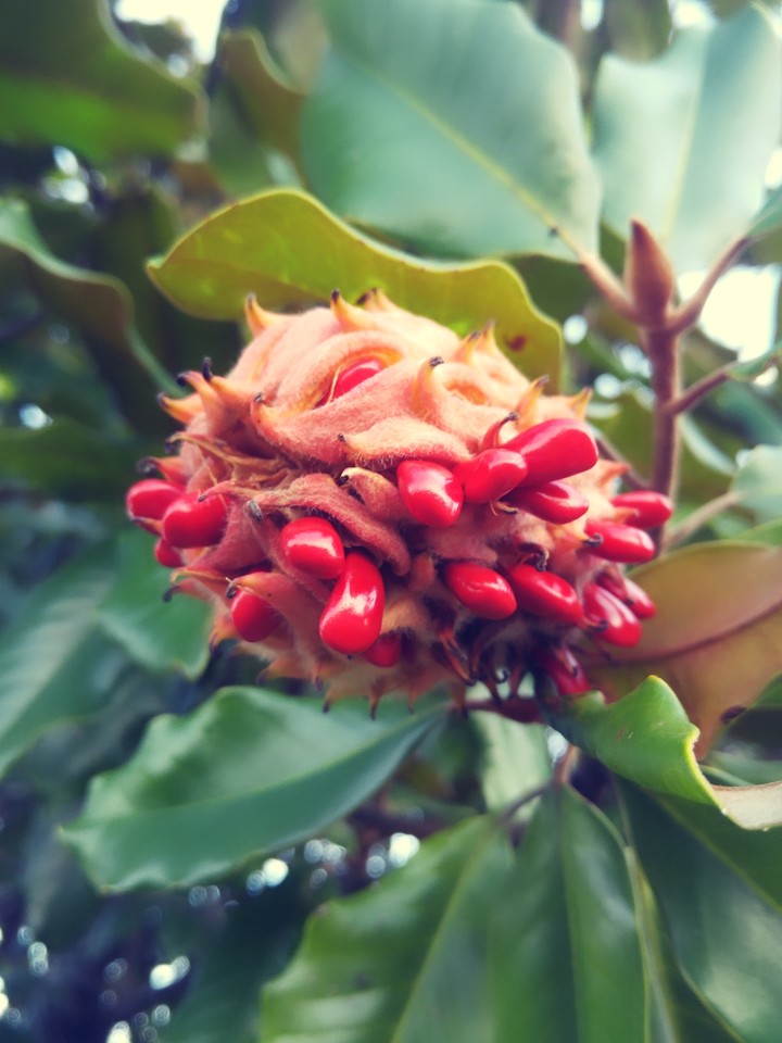 Closeup of Magnolia tree seeds