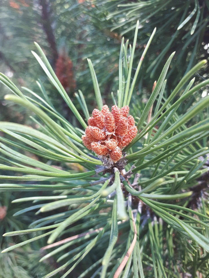 pine tree