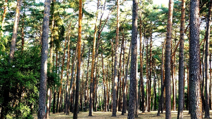 forest