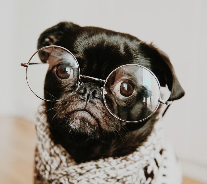 dog with glasses