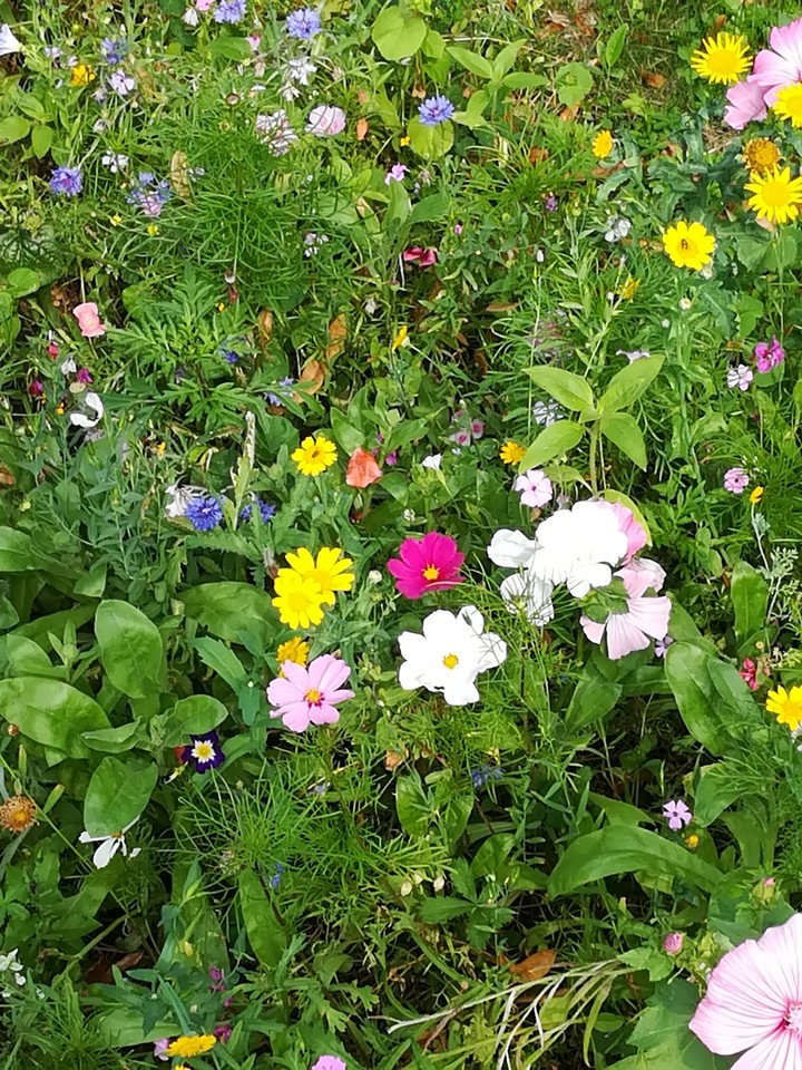 Summer flowers