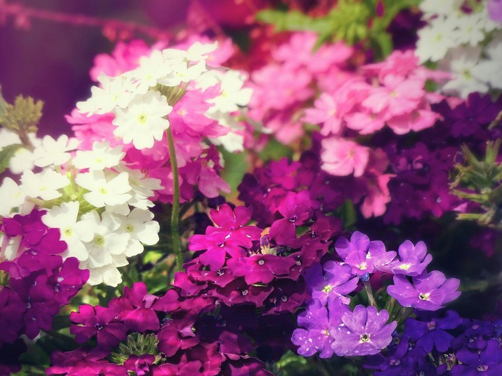 flowers