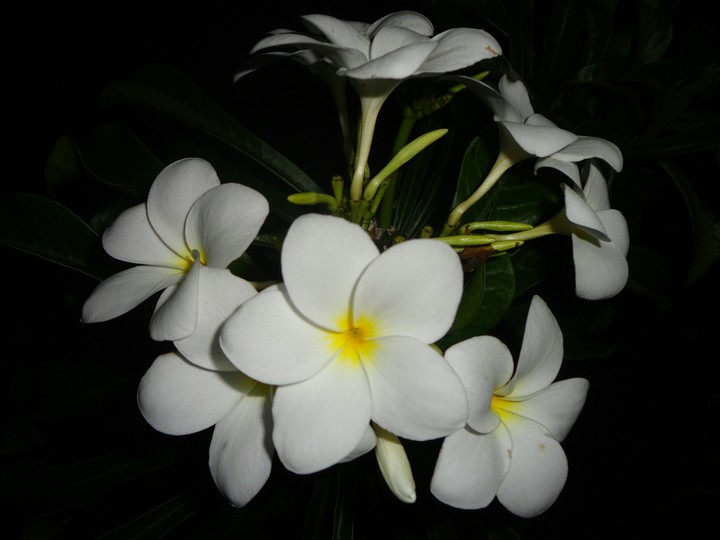 Flor Jasmim do caribe