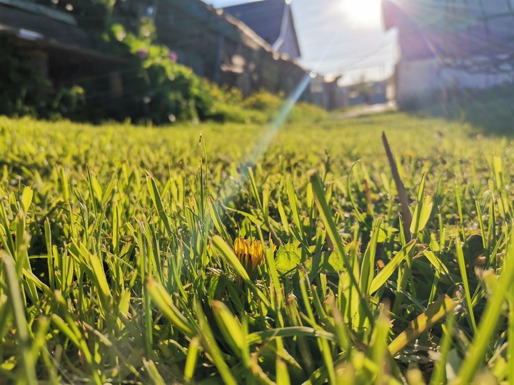 Perfect lawn