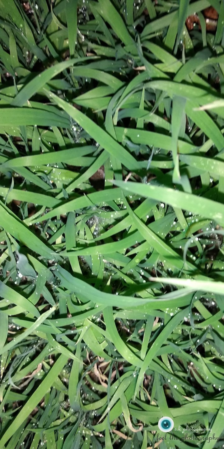 fogy grass