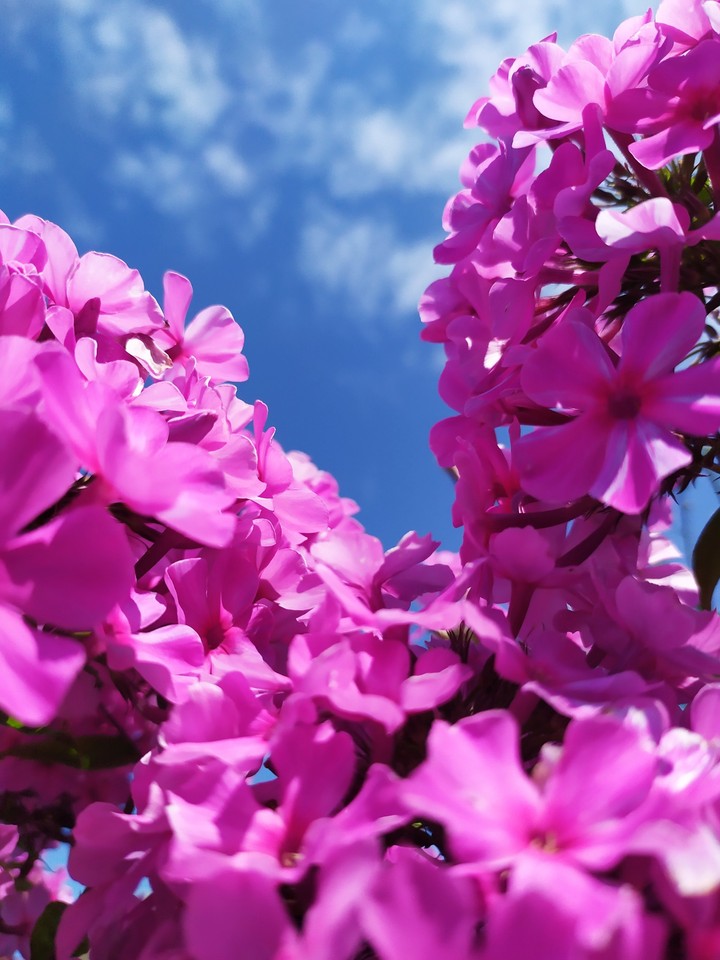 flowers