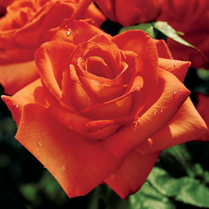 orange rose