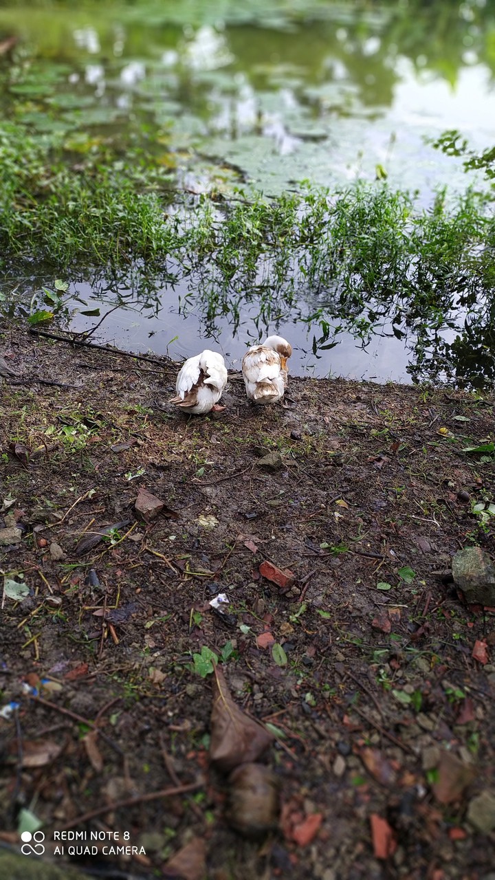 ducks in rainy weather out for a sweet walk