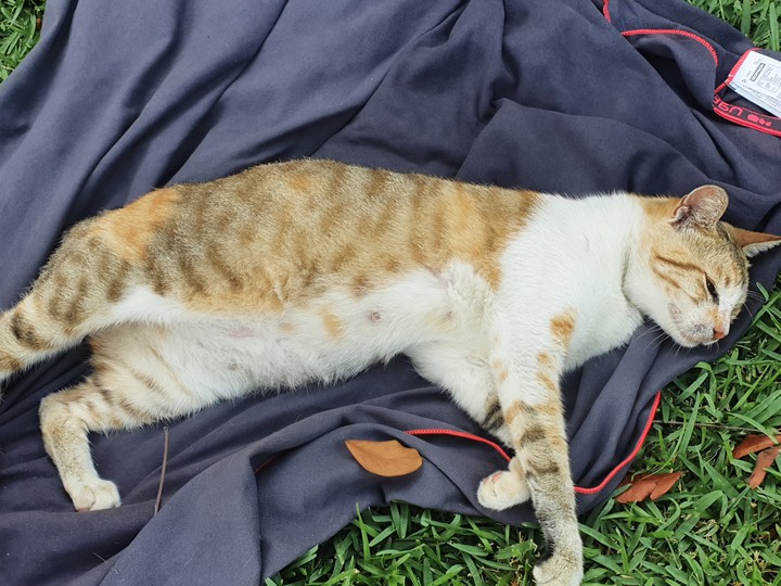 sleepy cat
