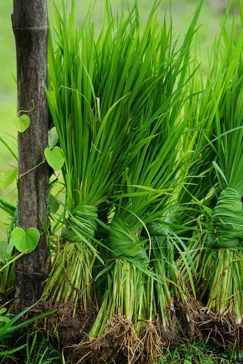 Grass