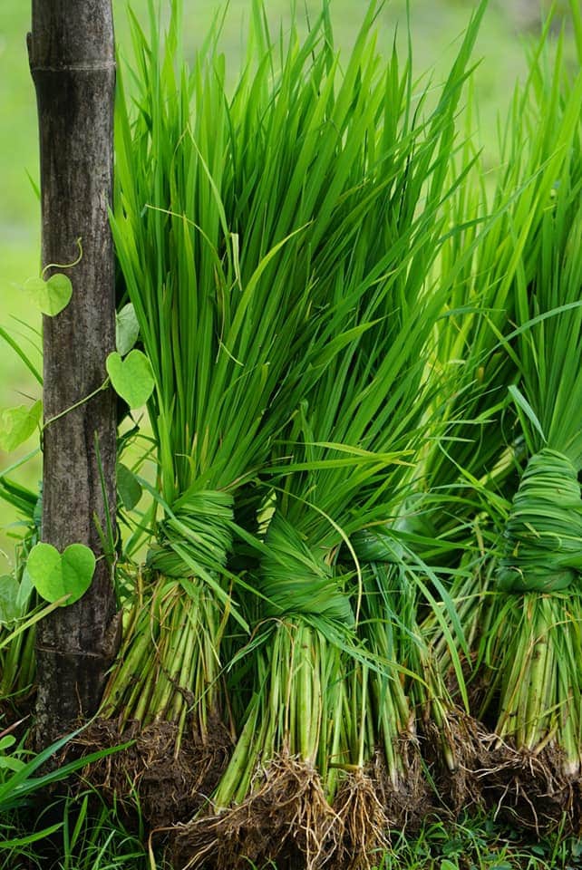 Grass