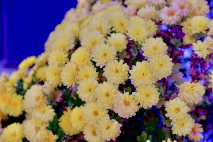 Yellow Flower