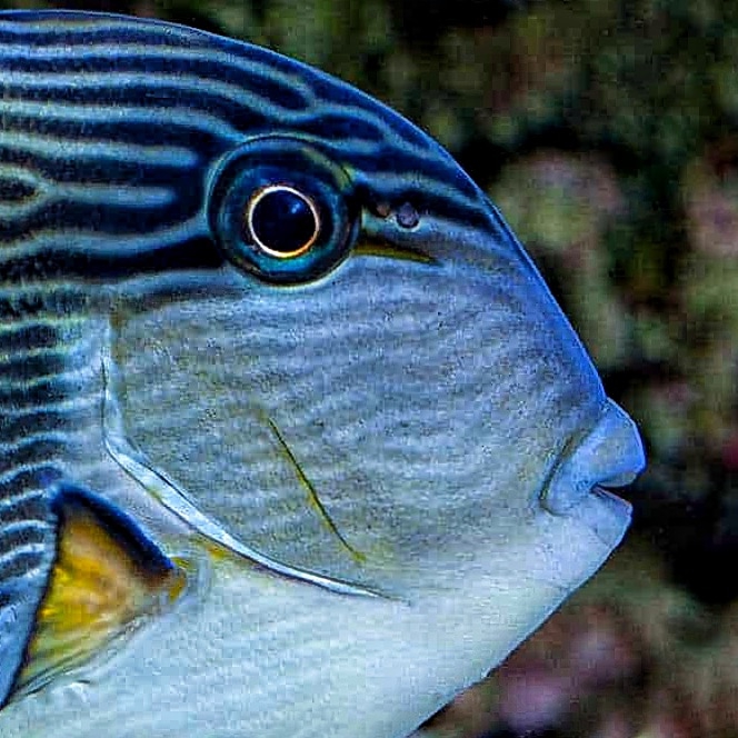 fish