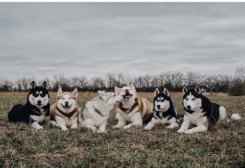 dog वॉलपेपर