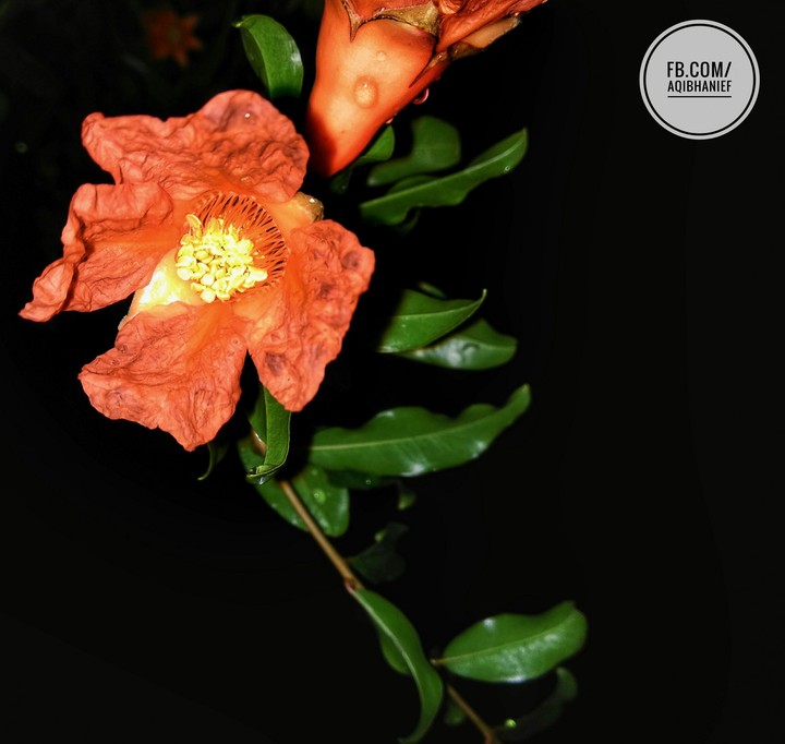 Pomegranate flower