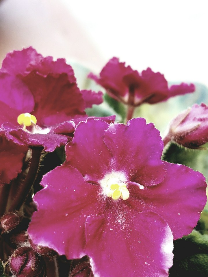 Flowers