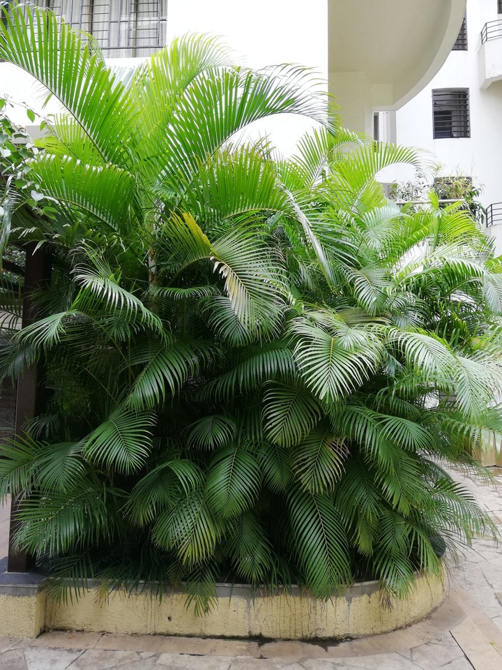 Bamboo Palm