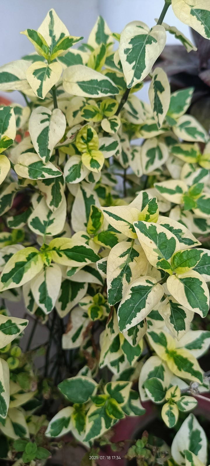 plants