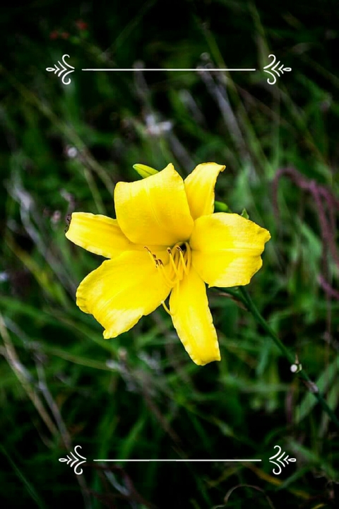 flower