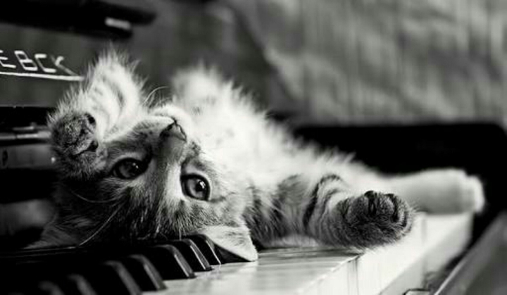 Cat and Piano