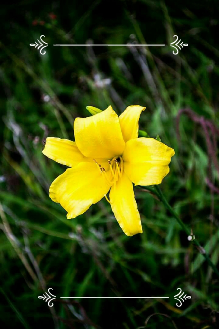 flower