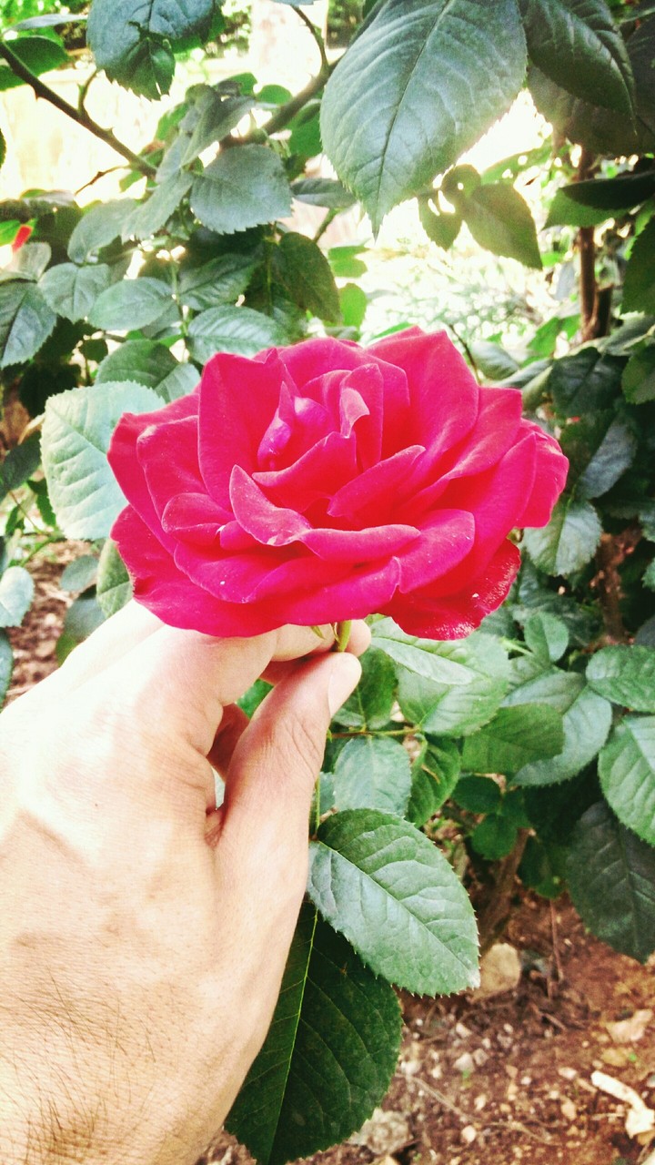 red flowers